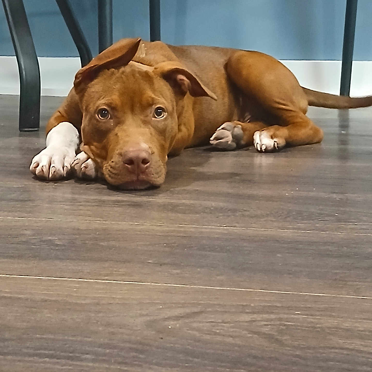 Coco is registered to the contest to win money with this photo: animal, blue_wall, brown_dog, canine, chair_legs, dog, domestic_animal, ears, floor, flooring, household, indoor, looking_at_camera, lying_down, paws, pet, resting, tail, white_paws, wooden_floor