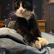 Monroe is registered to the contest to win money with this photo: abyssinian, animal, bed, bedroom, blackcat, blanket, cat, chair, couch, furniture, indoors, kitten, manx, person, pet, quilt, room, siamese, sleeping, wood