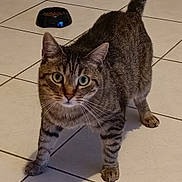Kovu a rejoint le concours — aidez-le/la à gagner de superbes lots ! cat, tabby_cat, pet, animal, feline, standing, front_view, green_eyes, whiskers, striped_fur, curled_tail, food_bowl, cat_food, tile_floor, indoor, home, shadow, portrait, alert, cute