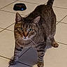 cat, tabby_cat, pet, animal, feline, standing, front_view, green_eyes, whiskers, striped_fur, curled_tail, food_bowl, cat_food, tile_floor, indoor, home, shadow, portrait, alert, cute