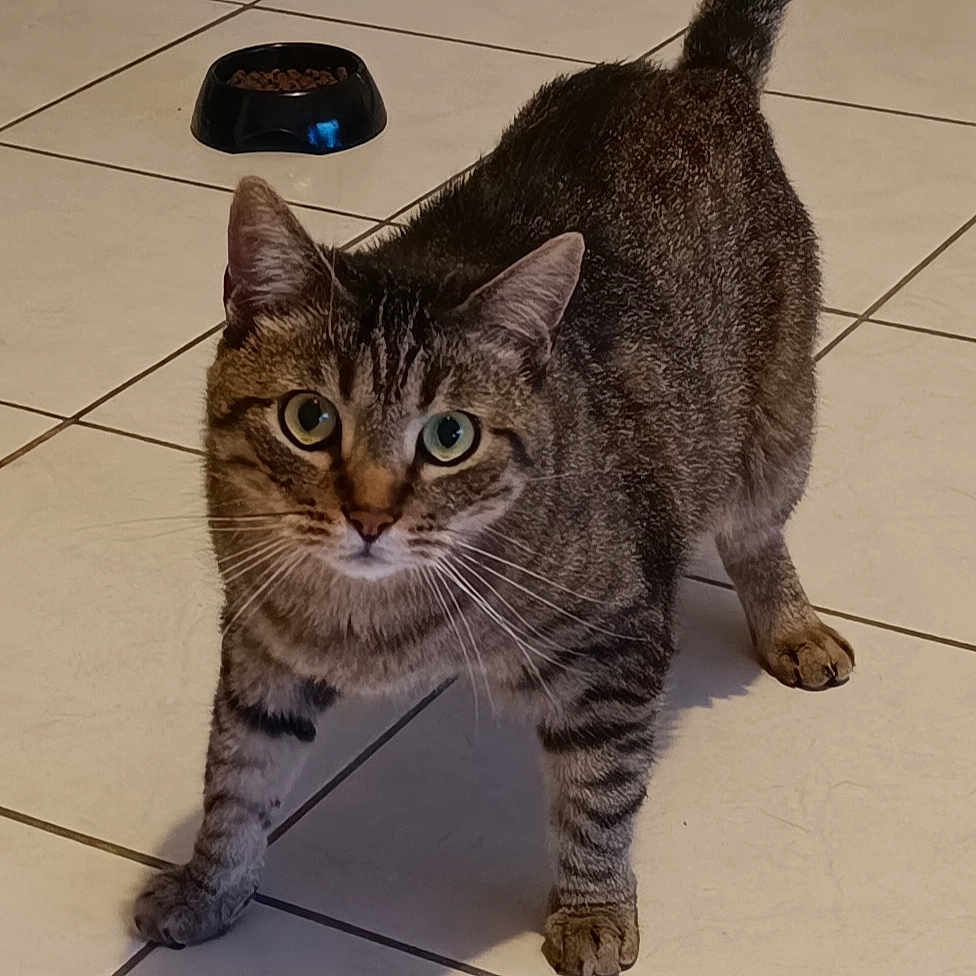 Kovu a rejoint le concours — aidez-le/la à gagner de superbes lots ! cat, tabby_cat, pet, animal, feline, standing, front_view, green_eyes, whiskers, striped_fur, curled_tail, food_bowl, cat_food, tile_floor, indoor, home, shadow, portrait, alert, cute