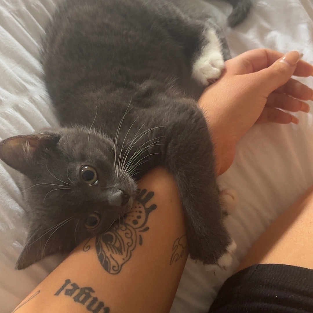 Misty is registered to the contest to win money with this photo: animal, arm, bed, cat, clinging, close_up, curious_eyes, cute, domestic_animal, feline, gray_cat, human_pet_interaction, indoor, kitten, pet, resting, soft, tattoo, white_bed, white_paws