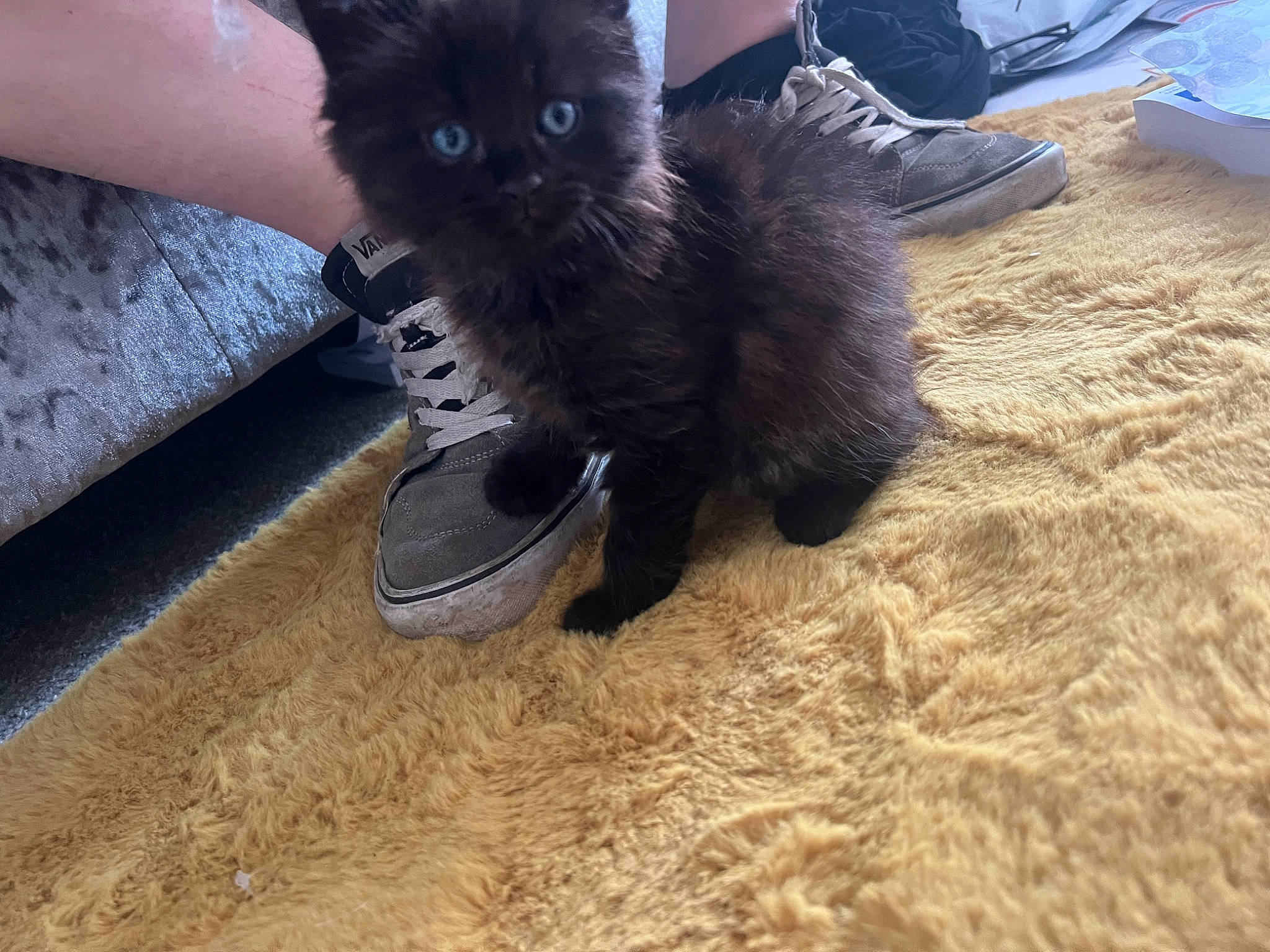 Max is registered to the contest to win money with this photo: black_cat, carnivore, cat, comfort, companion_dog, dog_breed, domestic_short_haired_cat, electric_blue, fawn, felidae, flooring, foot, footwear, human_leg, shoe, small_to_medium_sized_cats, snout, tail, thigh, whiskers