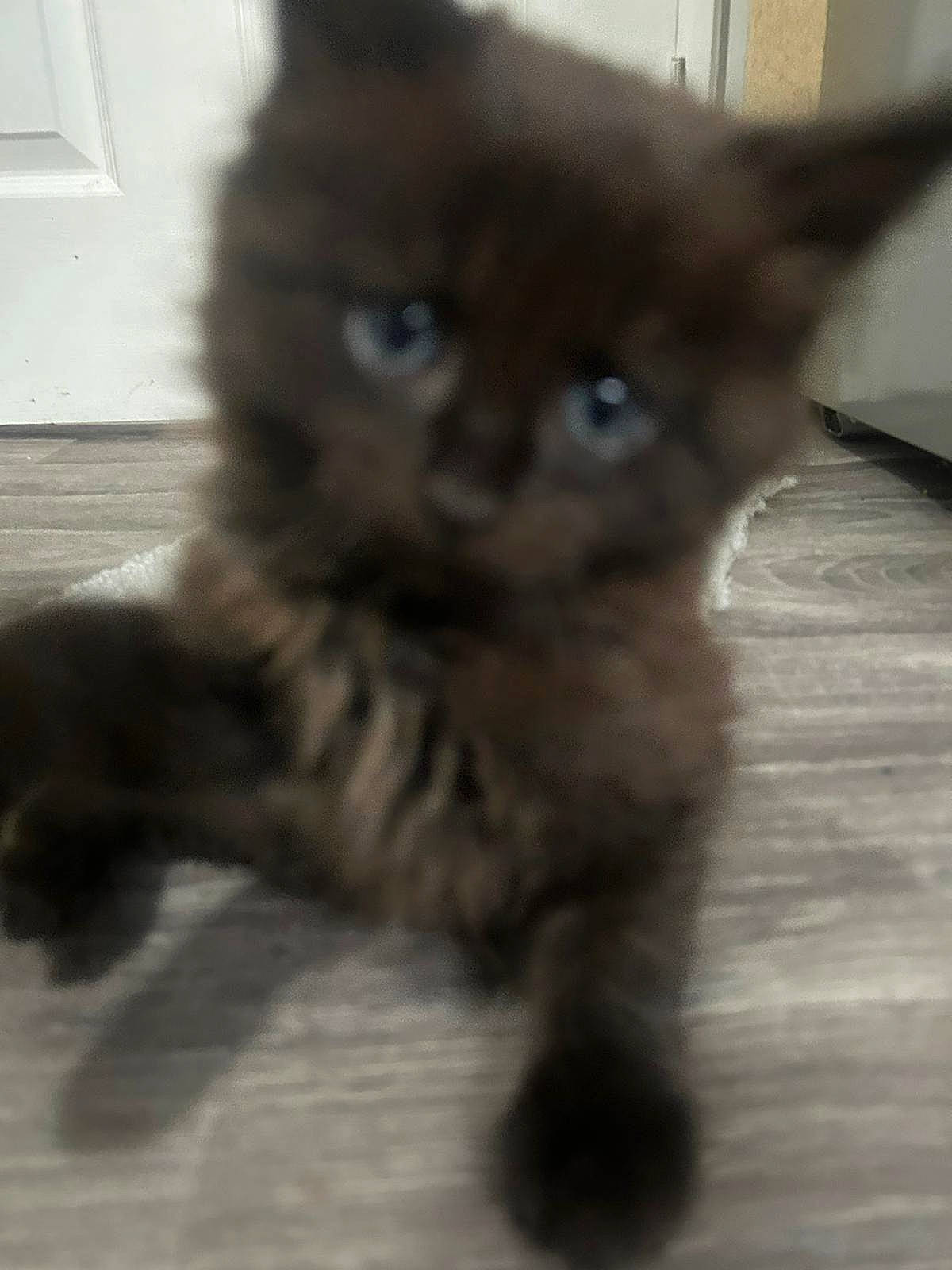 Max is registered to the contest to win money with this photo: black_cat, carnivore, cat, claw, domestic_short_haired_cat, ear, eye, fawn, felidae, flooring, fur, paw, small_to_medium_sized_cats, snout, tail, terrestrial_animal, whiskers