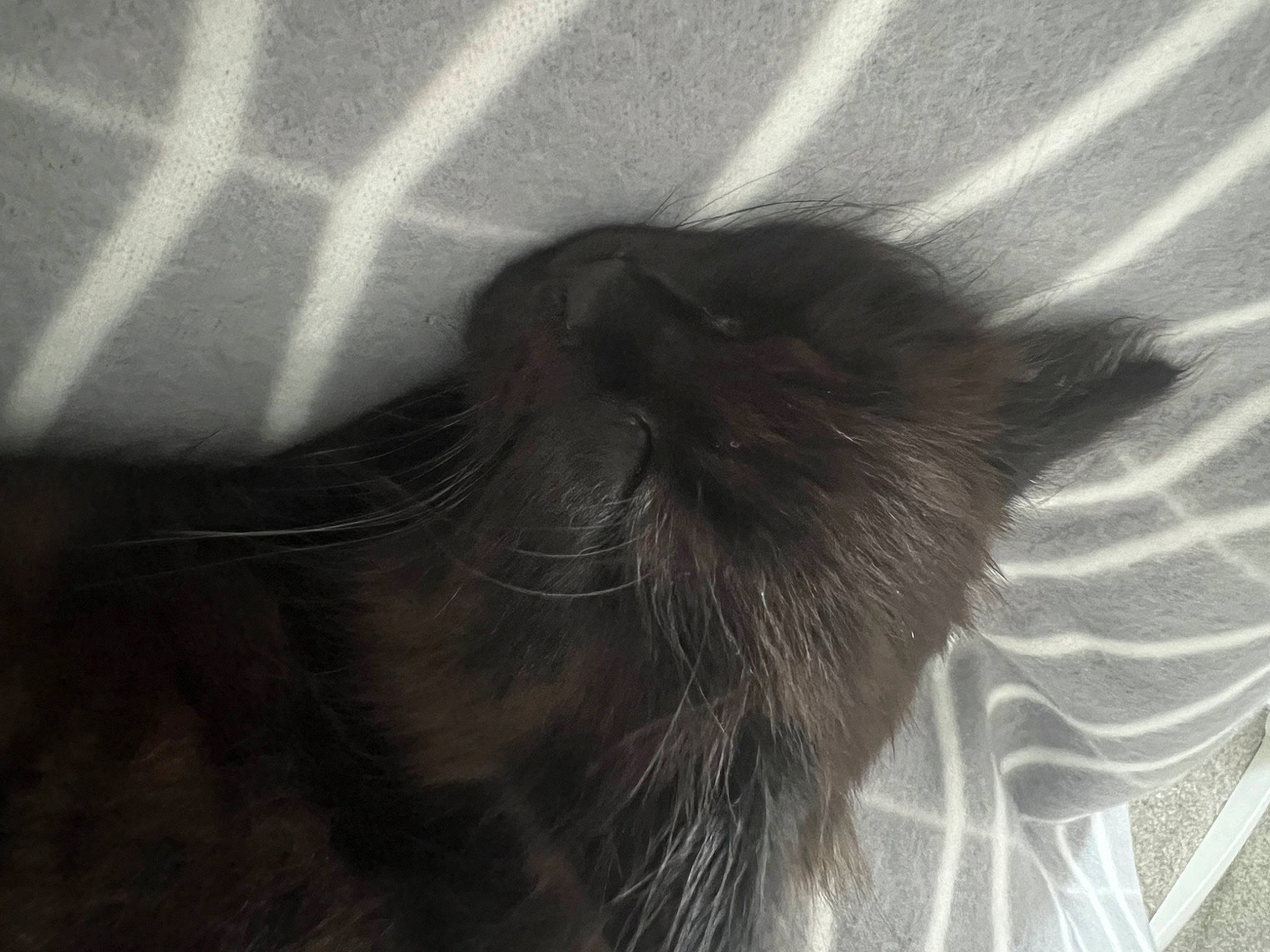 Max joined the competition — help win amazing prizes! beard, black_cat, carnivore, cat, darkness, dog_breed, domestic_short_haired_cat, facial_hair, felidae, fur, grey, monochrome, monochrome_photography, paw, shadow, small_to_medium_sized_cats, snout, tail, tints_and_shades, whiskers