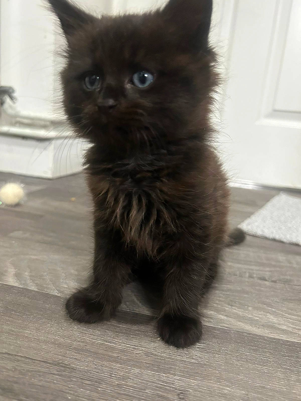 Max is registered to the contest to win money with this photo: black_cat, bombay, carnivore, cat, claw, domestic_short_haired_cat, eye, fawn, felidae, flooring, fur, paw, small_to_medium_sized_cats, snout, tail, terrestrial_animal, whiskers, window