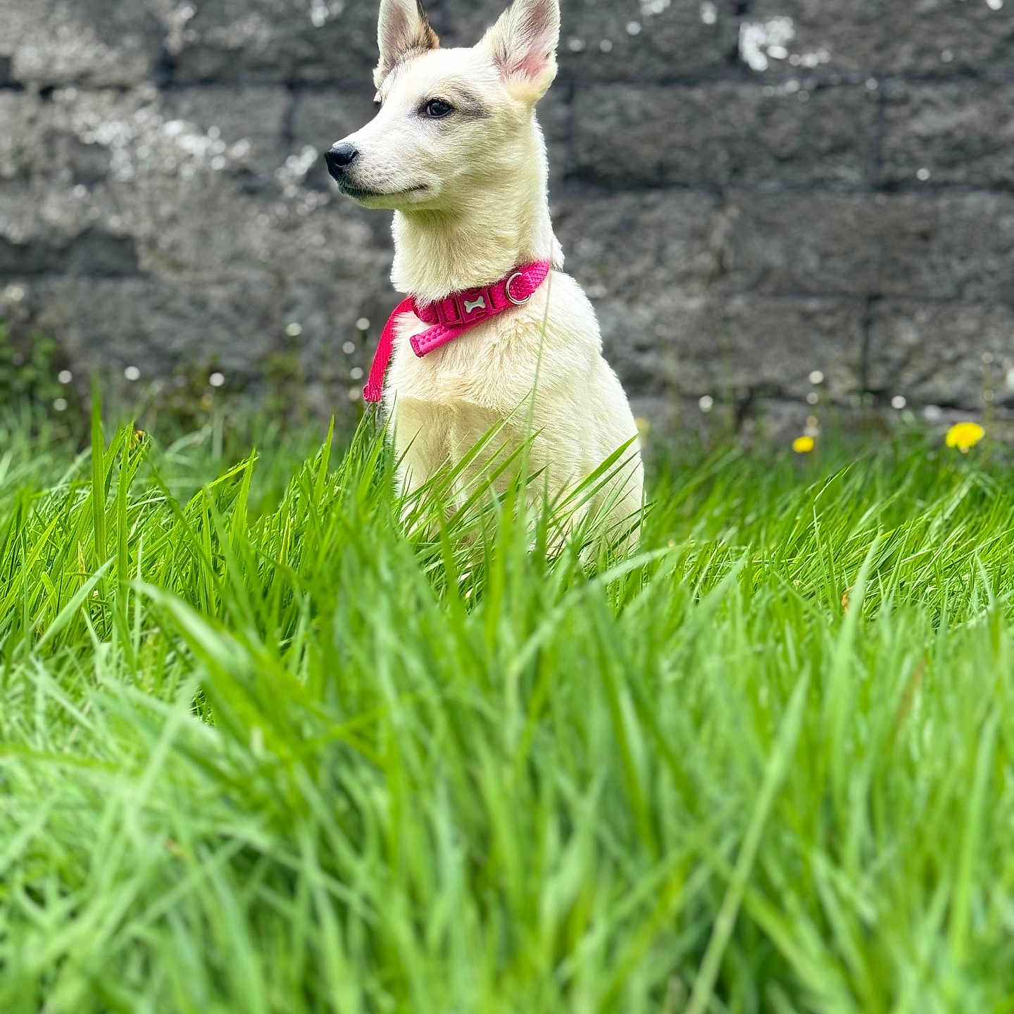 Cali is registered to the contest to win money with this photo: alert, animal, canine, collar, daylight, dog, ears, field, fur, grass, greenery, muzzle, nature, outdoor, pet, portrait, side_view, sitting, stone, wall