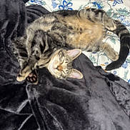 Dracula is registered to the contest to win money with this photo: cats, tabby_cats, sleeping, lying_down, cuddling, pet, feline, bed, blanket, bedding, floral_pattern, indoors, cozy, relaxed, animal, fur, striped_fur, paws, tail, portrait
