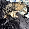cats, tabby_cats, sleeping, lying_down, cuddling, pet, feline, bed, blanket, bedding, floral_pattern, indoors, cozy, relaxed, animal, fur, striped_fur, paws, tail, portrait