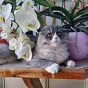 Wictoria participe au concours pour gagner de l'argent avec cette photo : cat, fluffy, gray, white, flower, orchid, plant, potted_plant, table, wooden_table, indoor, curious, pet, animal, nature, relaxing, feline, closeup, domestic_animal, leaf