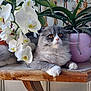 cat, fluffy, gray, white, flower, orchid, plant, potted_plant, table, wooden_table, indoor, curious, pet, animal, nature, relaxing, feline, closeup, domestic_animal, leaf