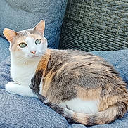 Zazie a rejoint le concours — aidez-le/la à gagner de superbes lots ! cat, calico_cat, pet, feline, animal, portrait, sitting, lounging, blue_cushion, outdoor, patio, wicker_furniture, sofa, green_eyes, white_fur, orange_fur, gray_fur, whiskers, relaxed, close_up