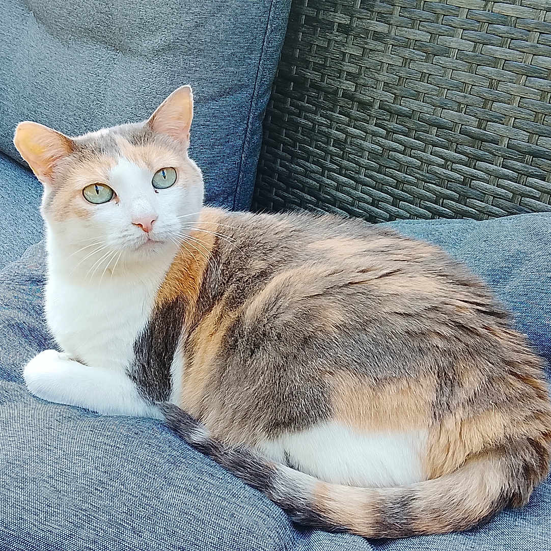 Zazie