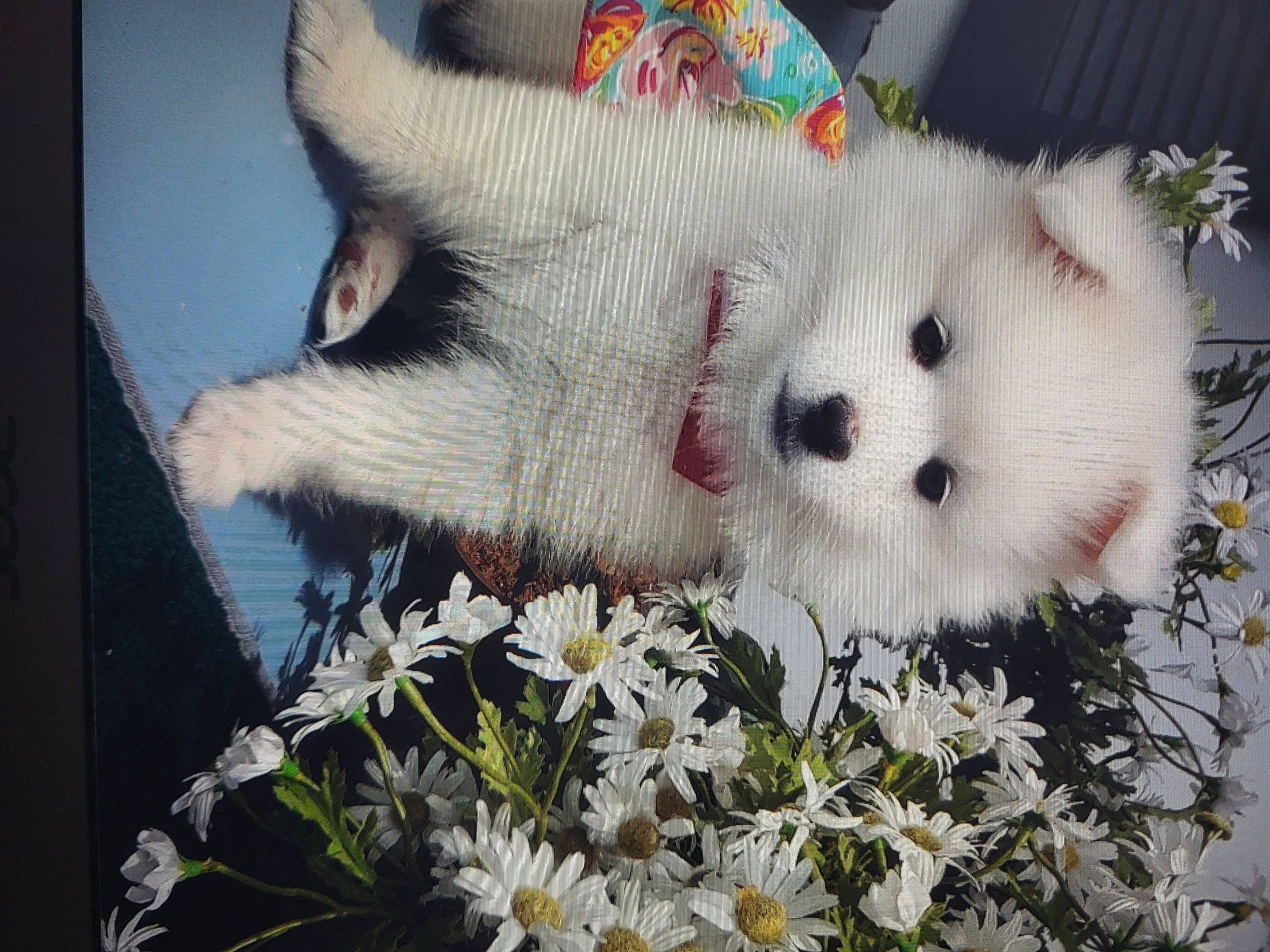 Daisy Mae is registered to the contest to win money with this photo: canidae, carnivore, companion_dog, dog, dog_breed, fawn, felidae, flower, fur, grass, petal, picture_frame, plant, plush, snout, stuffed_toy, terrestrial_animal, toy, whiskers, white