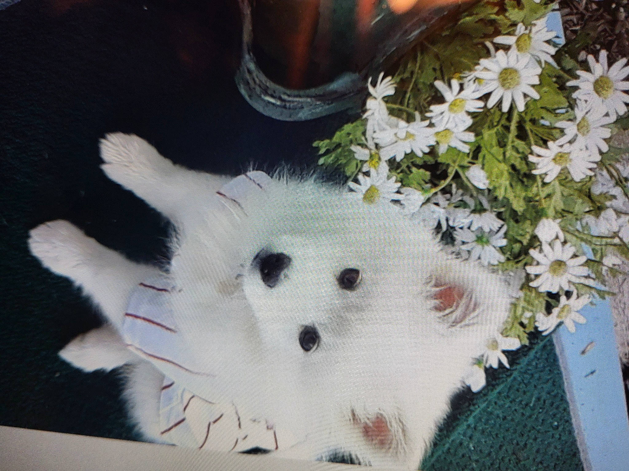 Daisy Mae is registered to the contest to win money with this photo: bouquet, canidae, companion_dog, cut_flowers, dog_breed, fashion_accessory, fawn, felidae, flower, flower_arranging, flowering_plant, fur, petal, plant, plush, snout, stuffed_toy, toy, whiskers, white