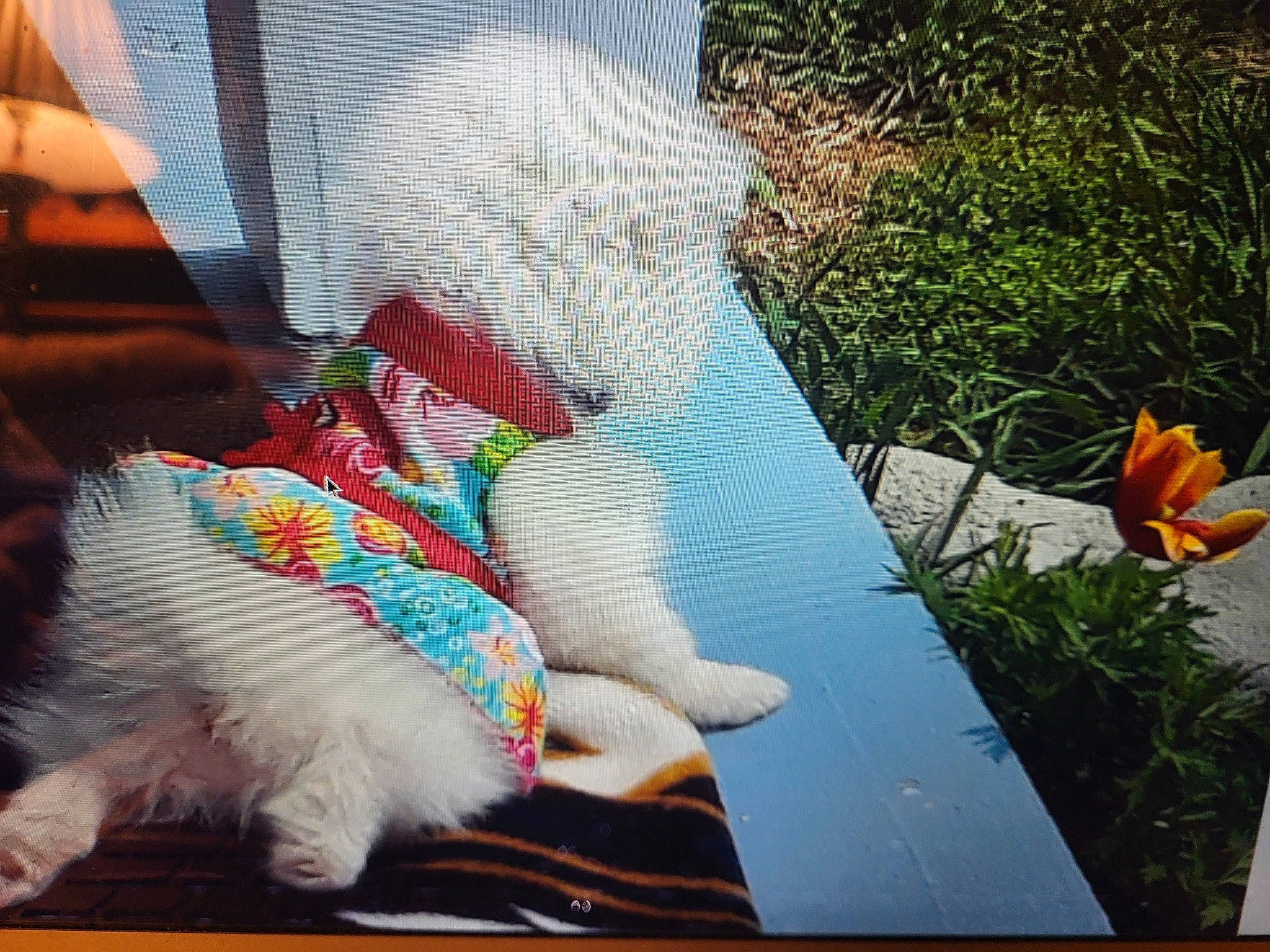 Daisy Mae joined the competition — help win amazing prizes! art, companion_dog, fawn, felidae, fur, fur_clothing, grass, human_leg, lawn_ornament, petal, plant, plush, rectangle, stuffed_toy, tail, textile, toy, winter, wool, woolen