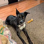 Maverick is registered to the contest to win money with this photo: dog, black_dog, white_markings, carpet, chew_bone, indoor, floor, ears_up, collar, pet, home, kitchen, furniture, door, boots, mat, relaxed, animal, looking, alert