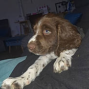 Altesse a rejoint le concours — aidez-le/la à gagner de superbes lots ! puppy, dog, brown, white, paw, close_up, indoor, resting, cute, pet, animal, fur, spot, laying, portrait, companion, young_dog, adorable, looking_away, cozy