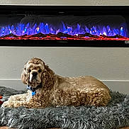 Beau is registered to the contest to win money with this photo: animal, blue_flames, collar, comfort, cozy, curly_fur, dog, domestic, electric_fireplace, furniture, home, indoor, pet, plush_rug, red_flames, relaxed, resting, toy, wall, wood_floor