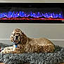 animal, blue_flames, collar, comfort, cozy, curly_fur, dog, domestic, electric_fireplace, furniture, home, indoor, pet, plush_rug, red_flames, relaxed, resting, toy, wall, wood_floor