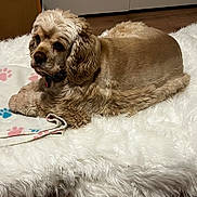 Belle joined the competition — help win amazing prizes! animal, canine, cockerspaniel, dog, dogbed, homedecor, pet, puppy, terrier