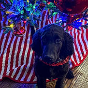 Murphy is registered to the contest to win money with this photo: animal, black_dog, christmas, christmas_lights, christmas_tree, collar, cute, decorations, dog, festive, holiday, indoor, ornament, pet, puppy, red_white, seasonal, sitting, tree_skirt, wood_floor