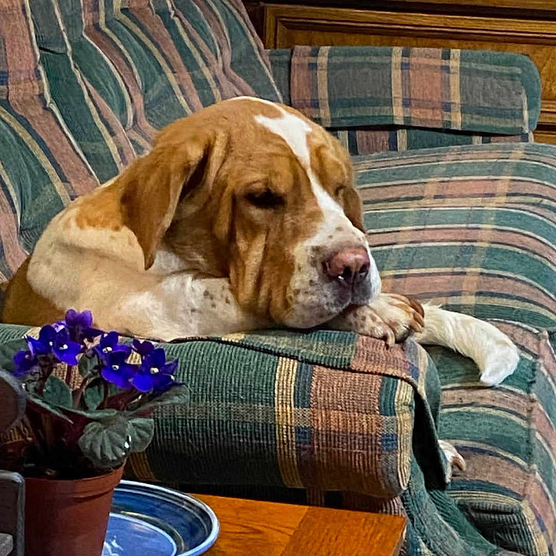 Agnes joined the competition — help win amazing prizes! dog, couch, striped_fabric, flower_pot, purple_flowers, wooden_table, indoor, resting, relaxed, pet, living_room, furniture, cozy, brown_and_white_dog, home_decor, animal, domestic, peaceful, comfortable, casual