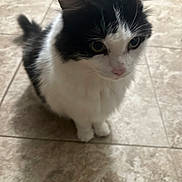 Jax is registered to the contest to win money with this photo: cat, black_and_white, feline, pet, animal, sitting, indoor, curious, fur, whiskers, ears, tail, floor, tile, domestic, cute, close_up, mammal, eyes, portrait