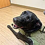 dog, black_dog, tactical_vest, pet, canine, floor, wooden_floor, indoor, animal, looking_back, happy, open_mouth, ears, fur, collar, closeup, companion, guard_dog, service_dog, domestic_animal