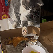 Ziggy joined the competition — help win amazing prizes! cat, pizza, food, kitchen, microwave, counter, box, gray_cat, white_cat, curious, paw, slice, tomato, pepper, container, snack_box, indoor, pet, animal, exploring