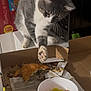 cat, pizza, food, kitchen, microwave, counter, box, gray_cat, white_cat, curious, paw, slice, tomato, pepper, container, snack_box, indoor, pet, animal, exploring