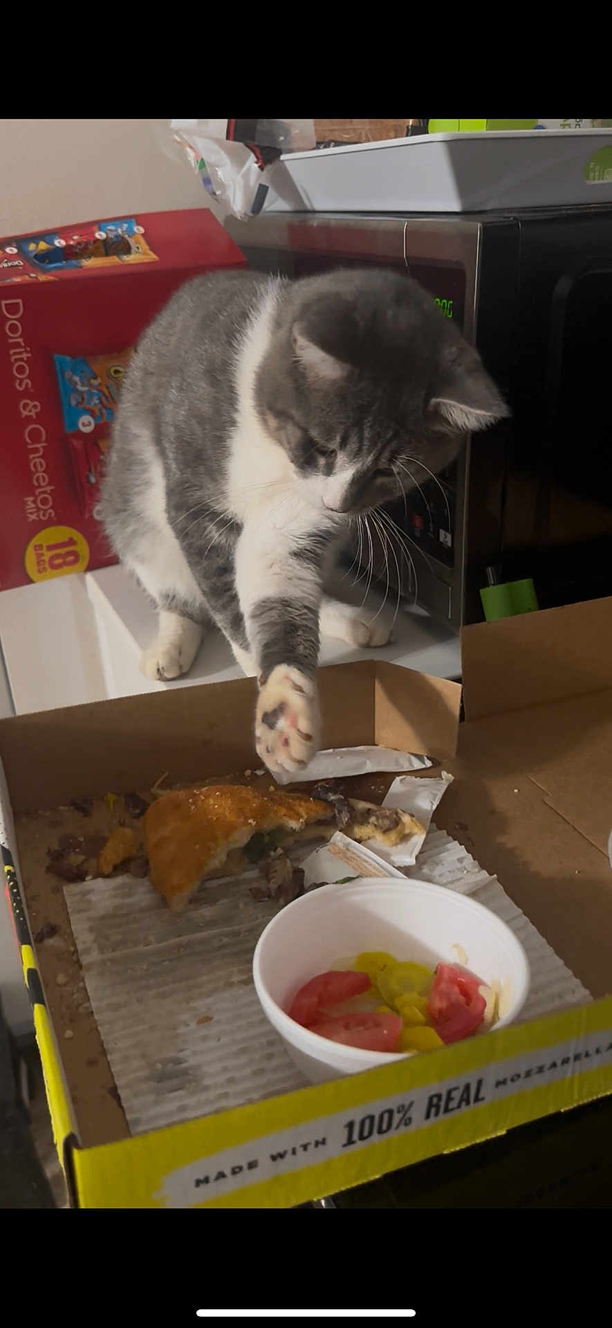 Ziggy joined the competition — help win amazing prizes! cat, pizza, food, kitchen, microwave, counter, box, gray_cat, white_cat, curious, paw, slice, tomato, pepper, container, snack_box, indoor, pet, animal, exploring