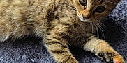 Suzy participe au concours pour gagner de l'argent avec cette photo : animal, cat, cat_perch, close_up, cozy, curious, ears, feline, fur, gray, indoor, kitten, paws, pet, pom_pom, resting, tabby, toy, whiskers, window