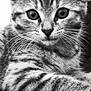 Suzy a rejoint le concours — aidez-le/la à gagner de superbes lots ! animal, black_and_white, cat, close_up, cozy, cute, detailed, eyes, feline, fur, indoor, kitten, pet, portrait, resting, small, soft_texture, striped, whiskers, young