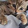 Suzy participe au concours pour gagner de l'argent avec cette photo : adorable, animal, blanket, cat, close_up, cozy, curious, cute, feline, fur, indoor, kitten, paw, pet, resting, sleepy, soft, tabby, whiskers, young