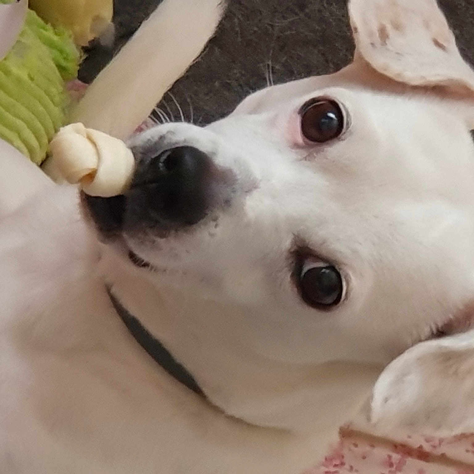 Inès participe au concours pour gagner de l'argent avec cette photo : canidae, carnivore, collar, companion_dog, dog, dog_breed, dog_collar, dog_supply, ear, fawn, fur, gesture, non_sporting_group, nose, pet_supply, snout, sporting_group, whiskers, working_animal