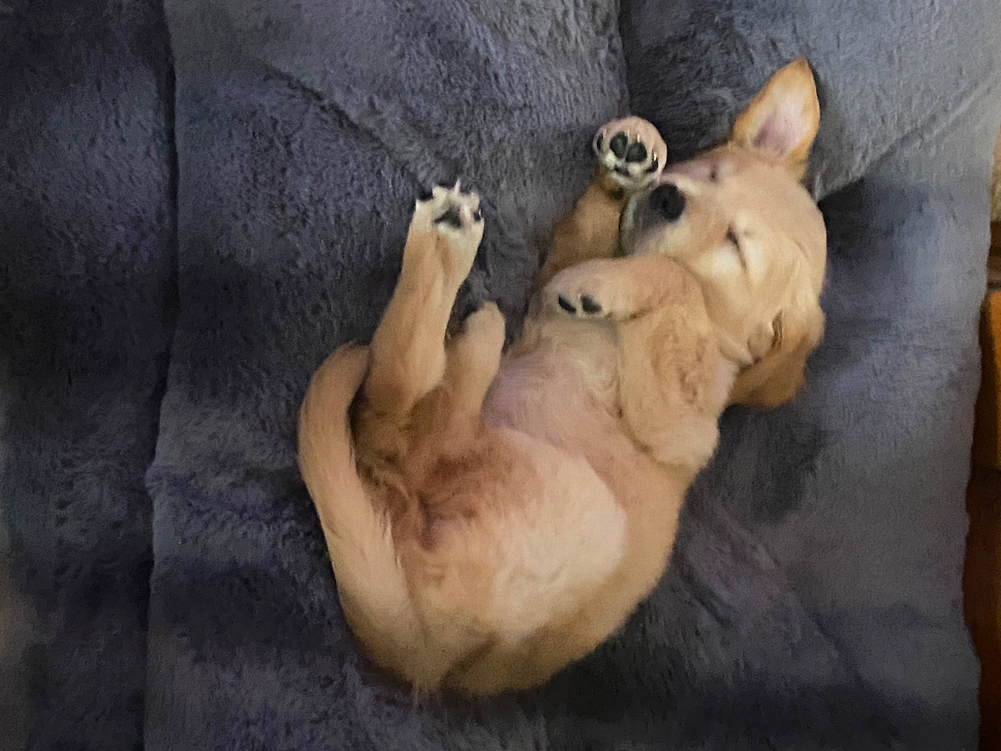 Princess is registered to the contest to win money with this photo: canidae, carnivore, comfort, companion_dog, dog, dog_breed, fawn, felidae, foot, fur, nap, paw, small_to_medium_sized_cats, snout, sporting_group, tail, terrestrial_animal, toy_dog, whiskers, wildlife