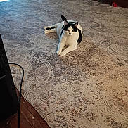 Pippen joined the competition — help win amazing prizes! animal, black_and_white, calm, cat, chair, cozy, curious, domestic, floor, furniture, home, indoor, looking, lying_down, patterned_rug, pet, relaxing, rug, table, wooden_floor