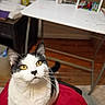 Pippen is registered to the contest to win money with this photo: animal, black_and_white, cat, closeup, curious, desk, domestic, ears, fur, furniture, indoor, looking_up, markers, papers, pet, red_blanket, sitting, whiskers, wooden_floor, yellow_eyes