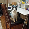 Pippen joined the competition — help win amazing prizes! black_and_white_cat, calm, cat, chair, cushion, desk, domestic_animal, feline, floor, furniture, household, indoor, markers, organizer, pet, room, sitting, stationery, table, wooden_chair