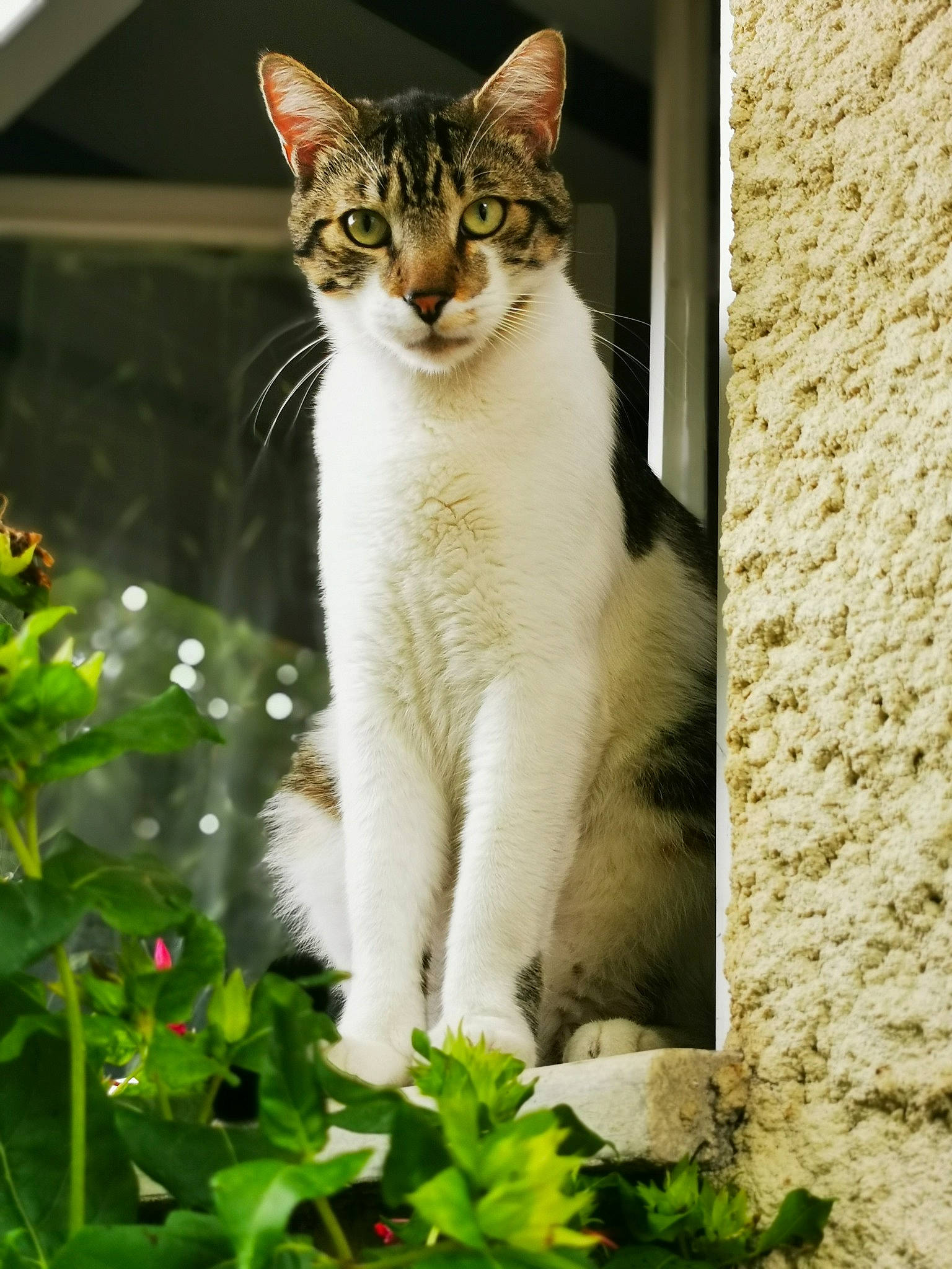 Archie participe au concours pour gagner de l'argent avec cette photo : aegean_cat, american_wirehair, asian, carnivore, cat, domestic_short_haired_cat, european_shorthair, fawn, felidae, grass, kitten, mammal, plant, polydactyl_cat, small_to_medium_sized_cats, snout, tabby_cat, whiskers, wildlife