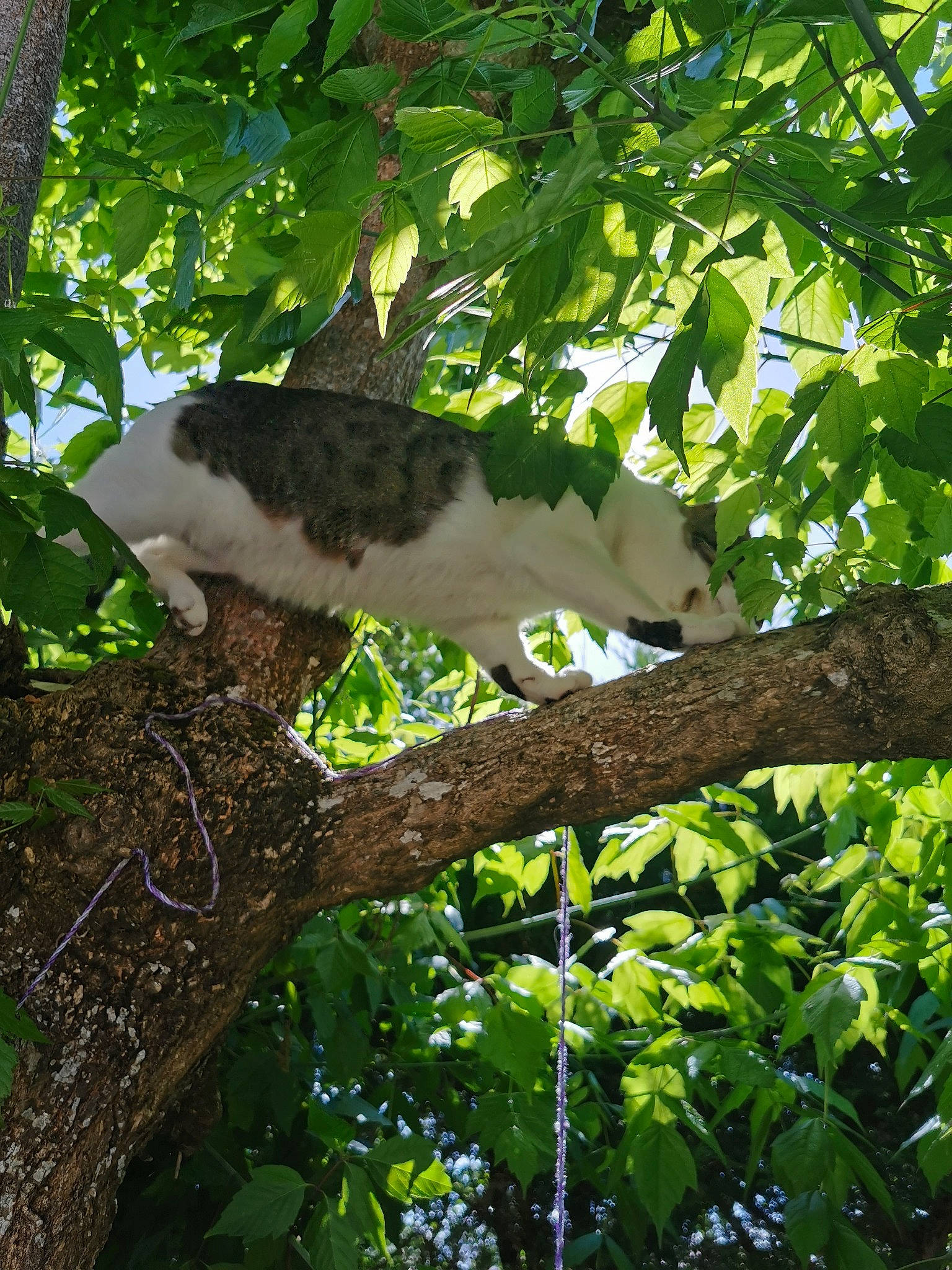 Archie a rejoint le concours — aidez-le/la à gagner de superbes lots ! branch, green, jungle, leaf, nature_reserve, plant, tree, trunk, wildlife