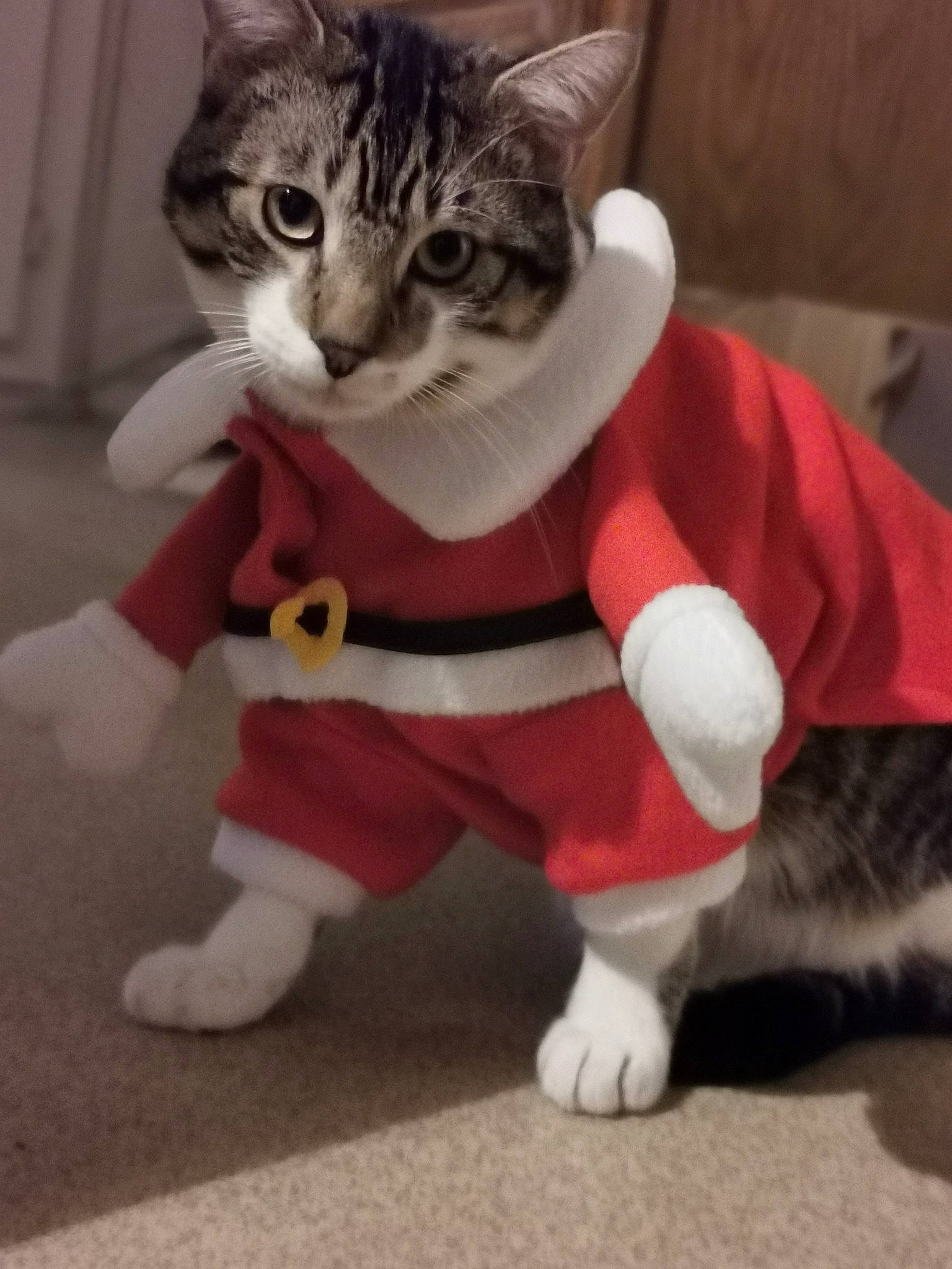 Archie a rejoint le concours — aidez-le/la à gagner de superbes lots ! american_shorthair, american_wirehair, asian, carnivore, cat, costume, dog_clothes, domestic_short_haired_cat, european_shorthair, felidae, fictional_character, fur, kitten, paw, polydactyl_cat, small_to_medium_sized_cats, tabby_cat, tail, whiskers