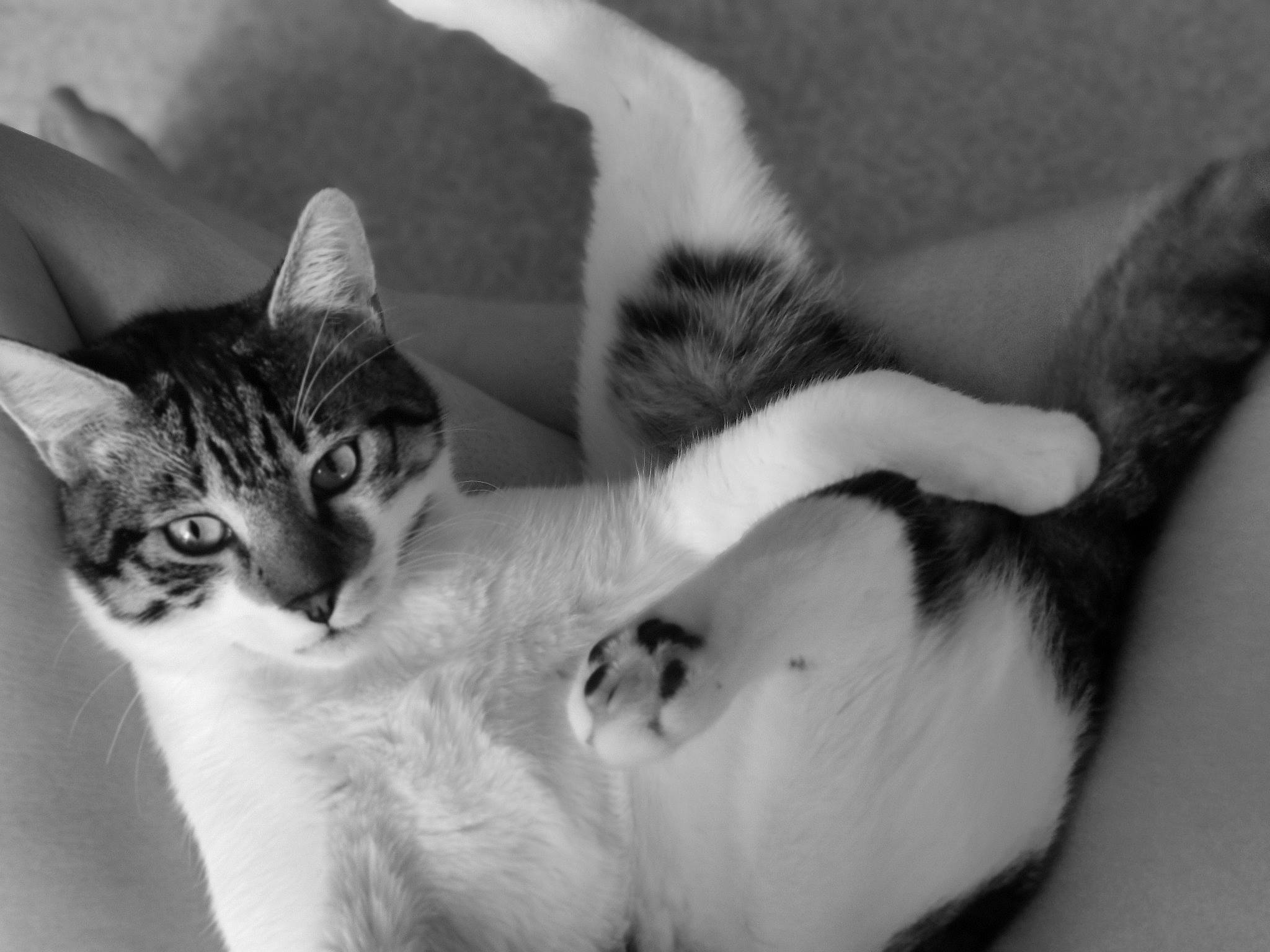 Archie a rejoint le concours — aidez-le/la à gagner de superbes lots ! aegean_cat, american_wirehair, black_and_white, carnivore, cat, domestic_short_haired_cat, ear, european_shorthair, eye, felidae, fur, kitten, monochrome, monochrome_photography, paw, polydactyl_cat, small_to_medium_sized_cats, snout, whiskers, white