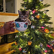 Luna joined the competition — help win amazing prizes! kitten, cat, cup, hand, christmas_tree, ornaments, lights, holiday, decorations, indoor, window, wooden_shelf, books, reflection, festive, pine_tree, animal, cute, small, cozy