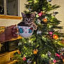 kitten, cat, cup, hand, christmas_tree, ornaments, lights, holiday, decorations, indoor, window, wooden_shelf, books, reflection, festive, pine_tree, animal, cute, small, cozy