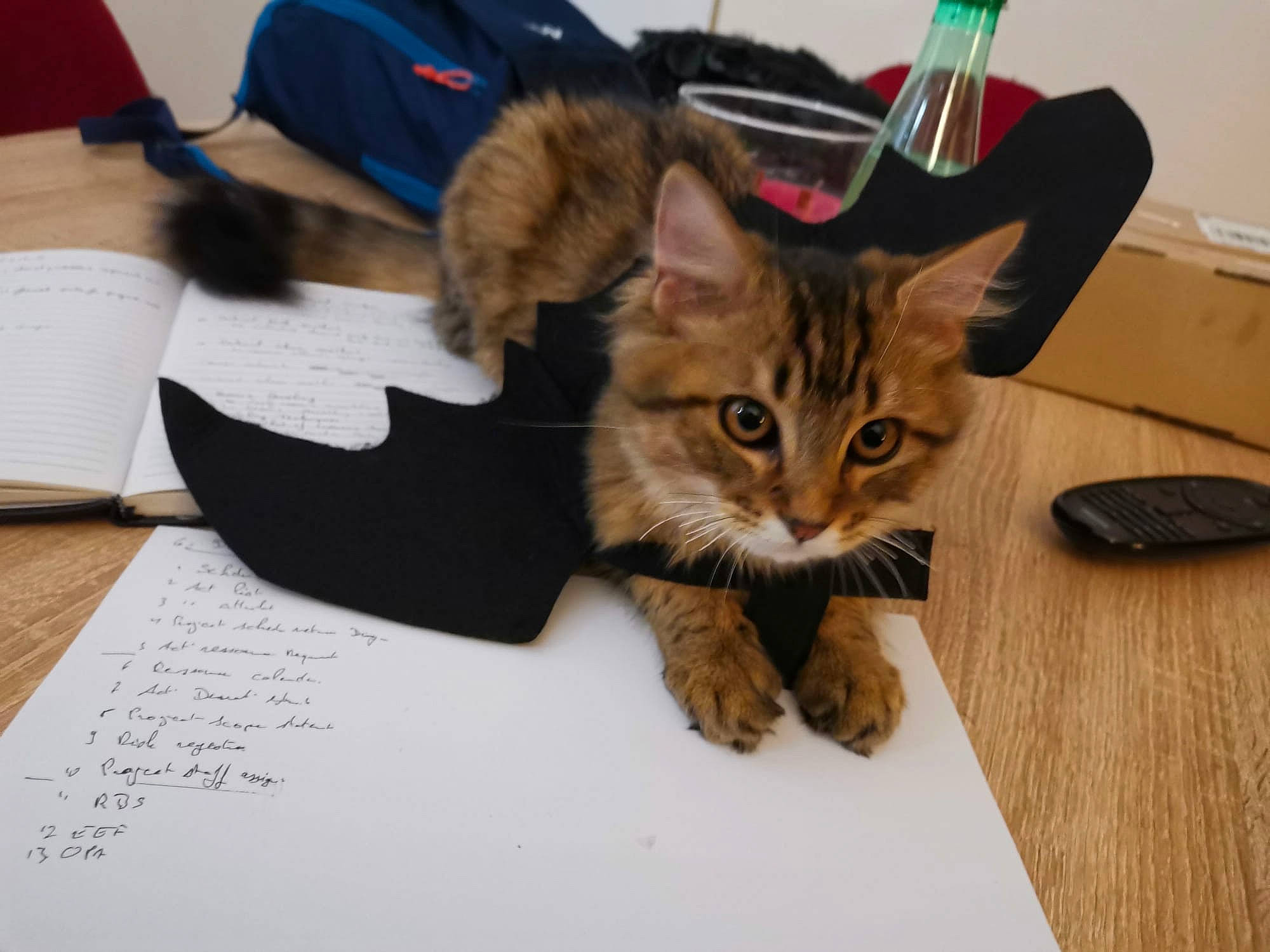 Ewok participe au concours pour gagner de l'argent avec cette photo : box, carnivore, cat, claw, domestic_short_haired_cat, felidae, fur, handwriting, hardwood, office_supplies, paper, paper_product, paw, small_to_medium_sized_cats, stationery, tail, whiskers, wine, wood, writing