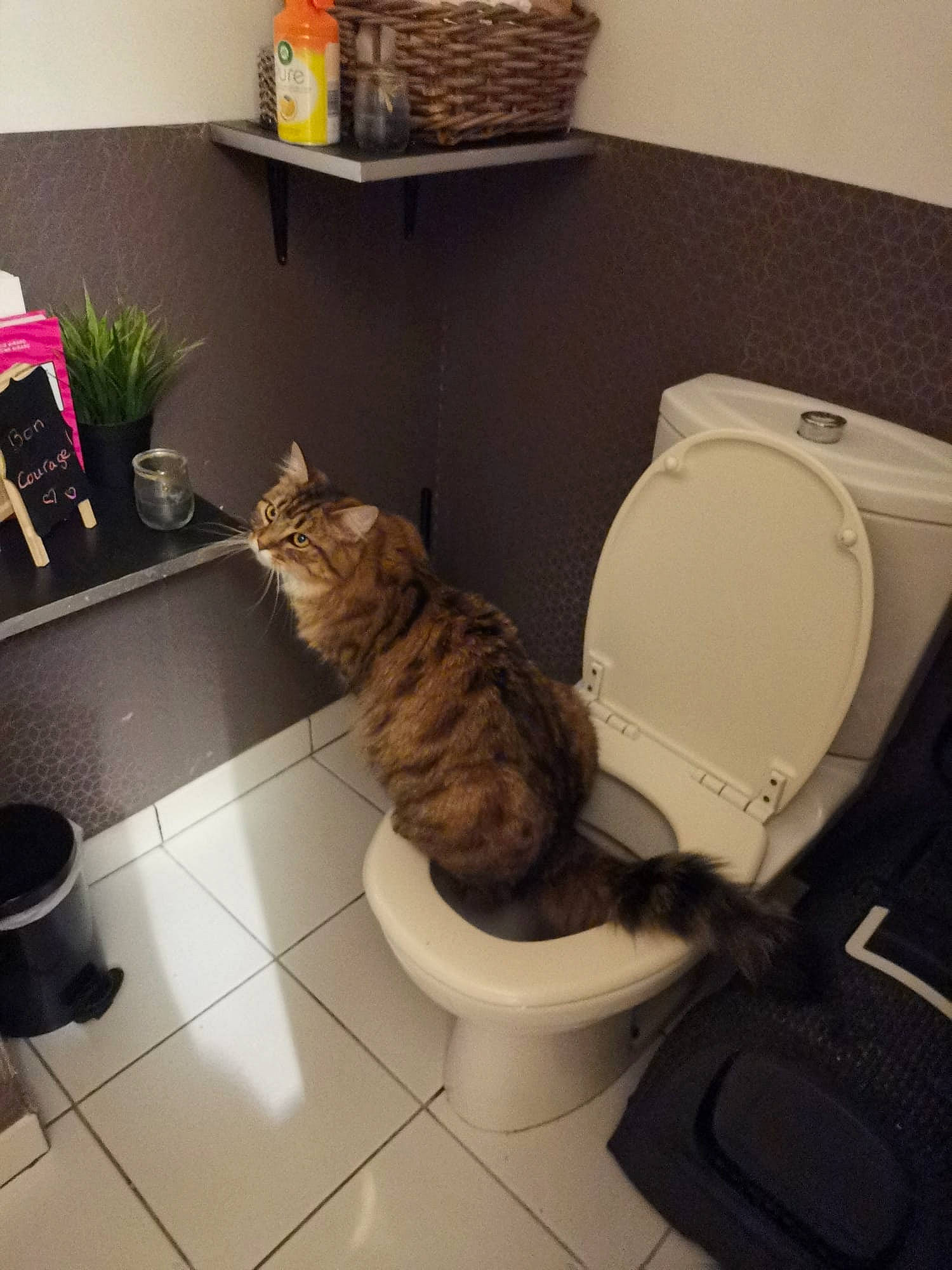 Ewok a rejoint le concours — aidez-le/la à gagner de superbes lots ! bathroom, carnivore, cat, comfort, felidae, floor, flooring, flowerpot, hardwood, household_supply, houseplant, interior_design, plant, plumbing, plumbing_fixture, room, small_to_medium_sized_cats, toilet, toilet_seat, wood