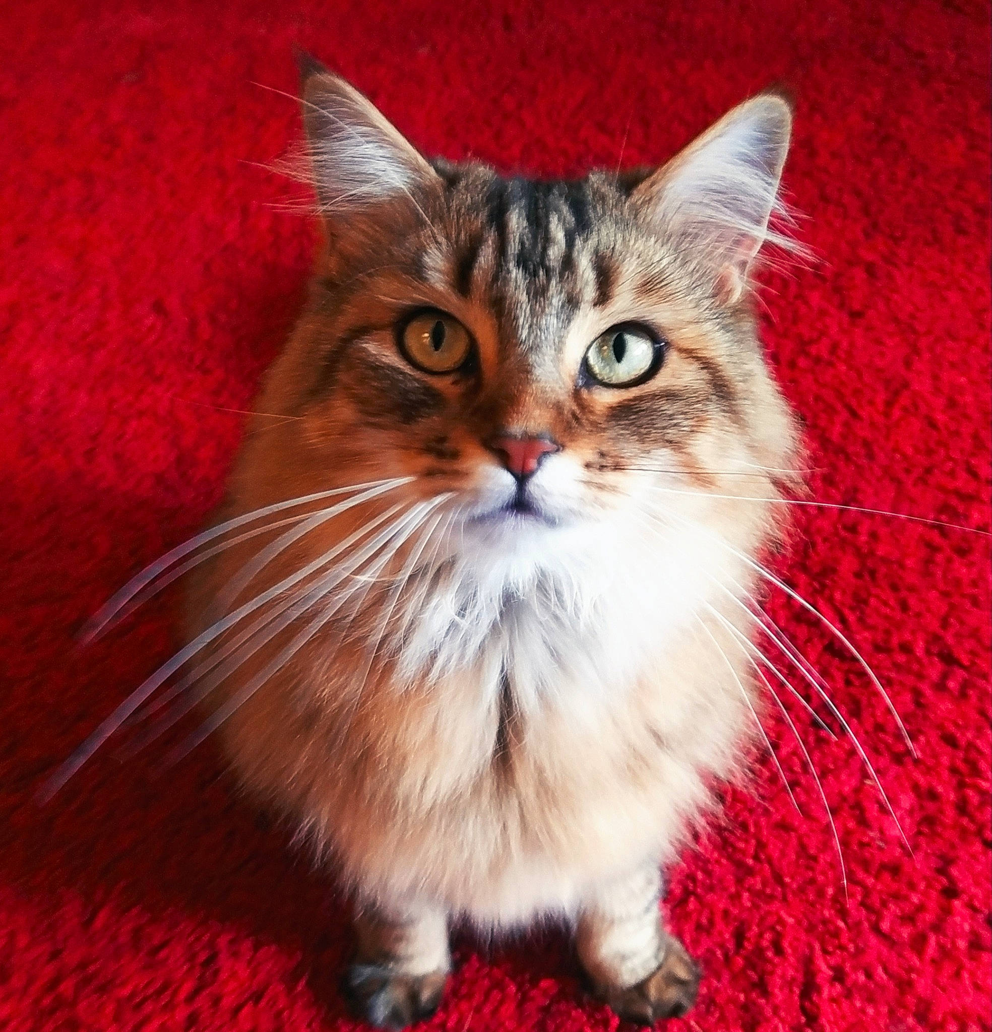 Ewok a rejoint le concours — aidez-le/la à gagner de superbes lots ! art, carnivore, cat, claw, domestic_short_haired_cat, fawn, felidae, flooring, fur, hardwood, paw, photo_caption, small_to_medium_sized_cats, tail, terrestrial_animal, whiskers, wood