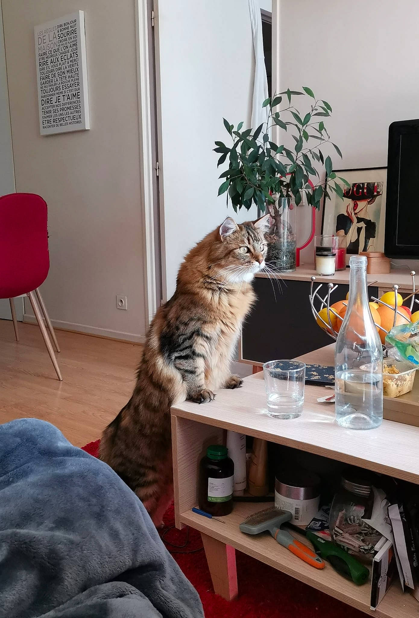 Ewok participe au concours pour gagner de l'argent avec cette photo : bottle, carnivore, cat, comfort, computer_monitor, door, felidae, floor, flooring, furniture, hardwood, interior_design, picture_frame, plant, small_to_medium_sized_cats, table, tail, water_bottle, whiskers, wood